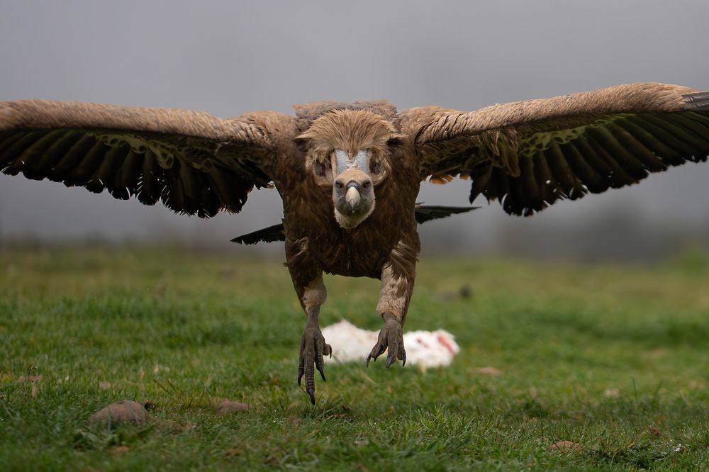 Photograph by Дорн Оксана