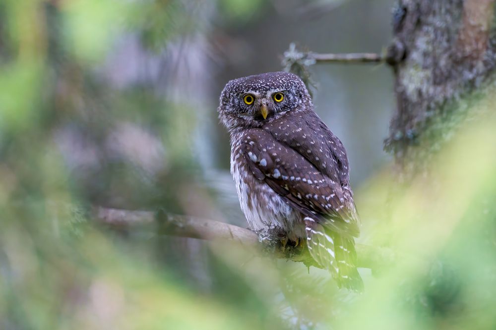 Photograph by Marco Rondi