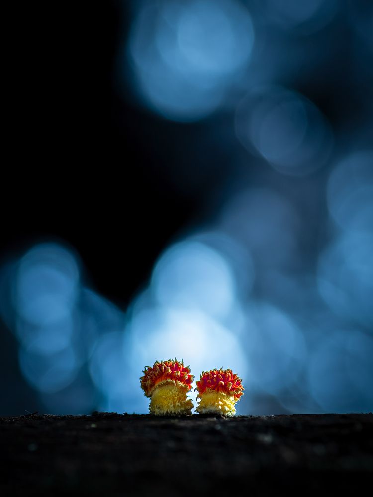 Photograph by Valdir Hobus