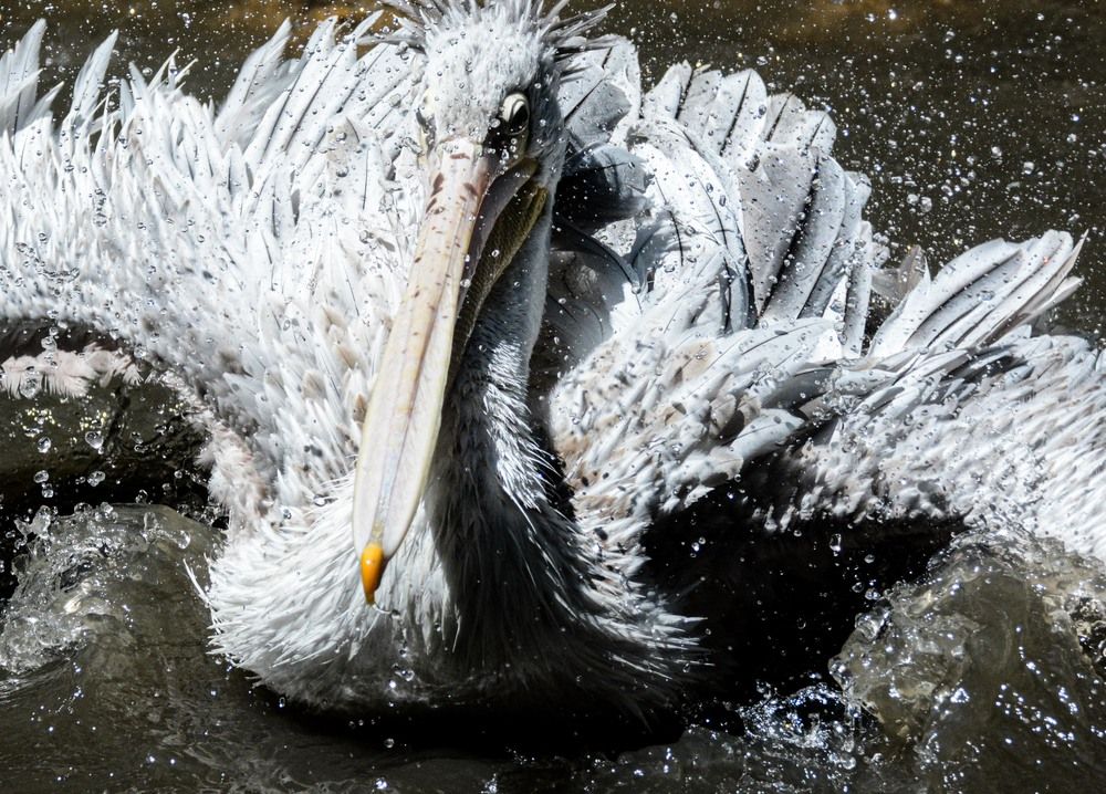 Photograph by Gwenael DEVALIERE