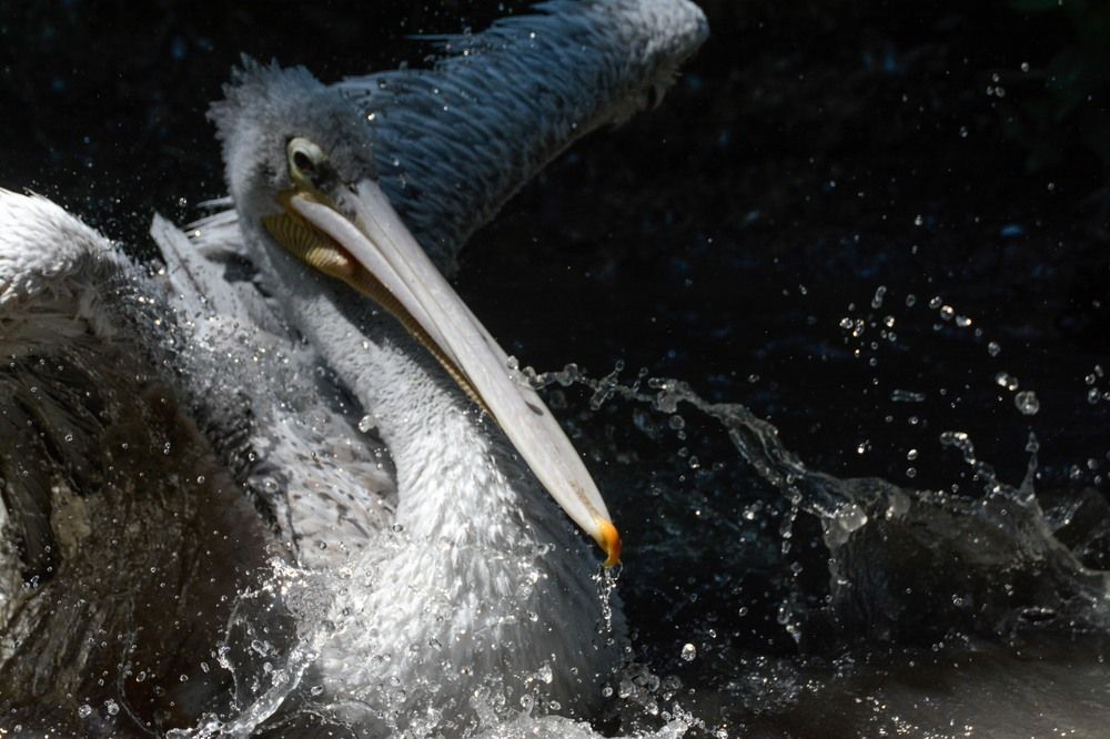 Photograph by Gwenael DEVALIERE