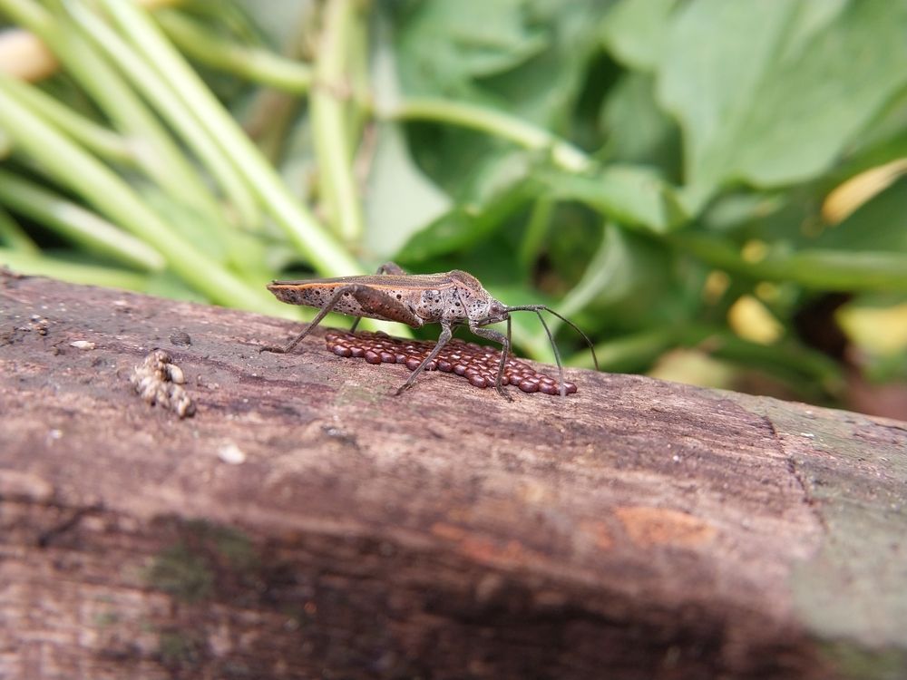 Фотография автора Terence Ignatius
