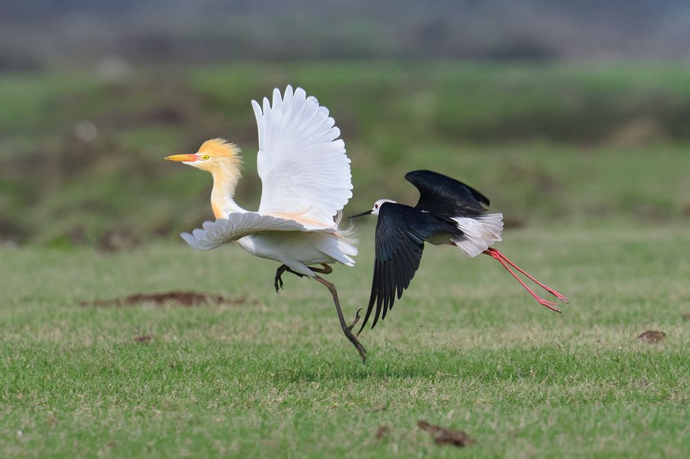 Struggle for territory