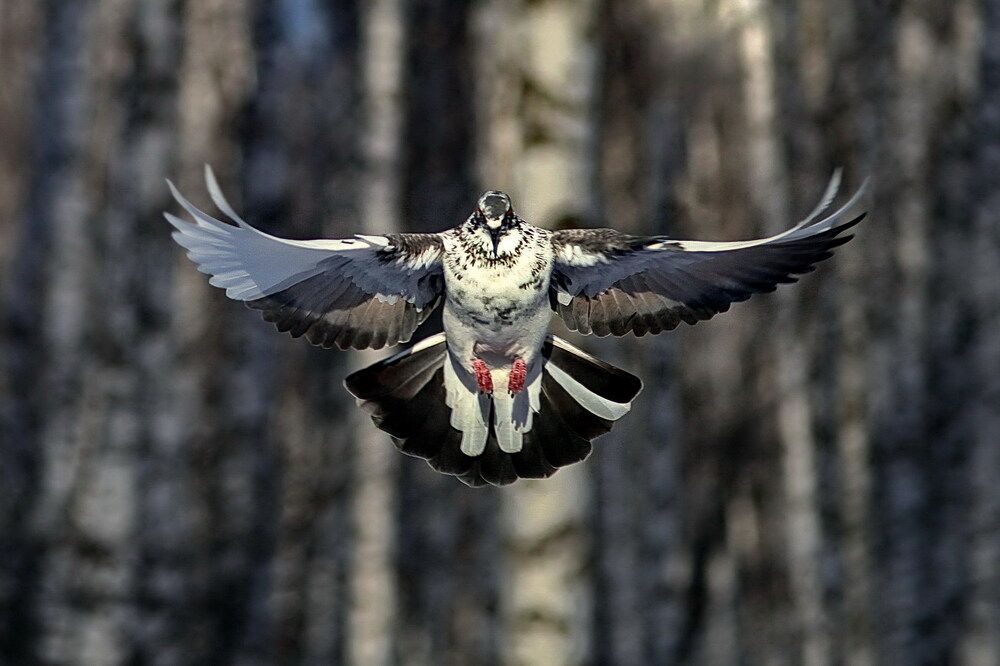 Photograph by Андрей Акентьев
