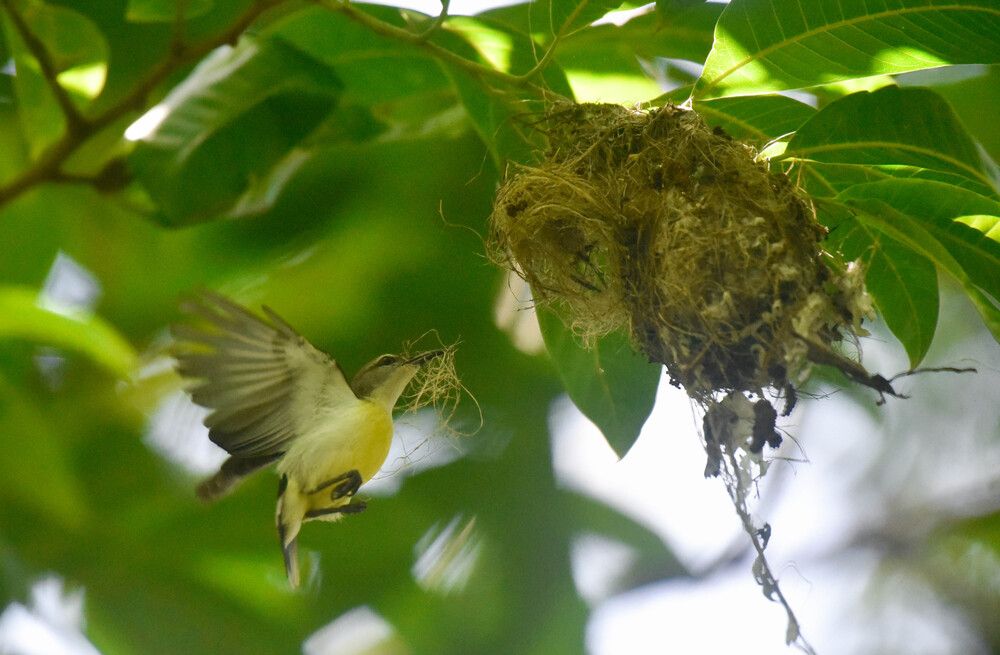 Purple-rumped sunbird