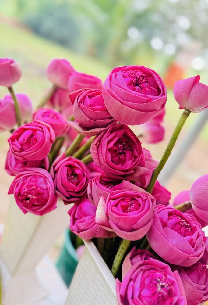 Seems like roses… But these are lotus…