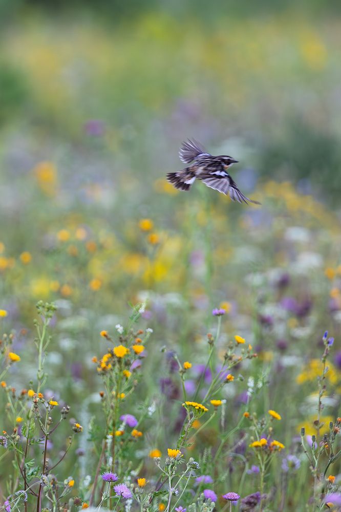 Фотография автора Леонид Никитин