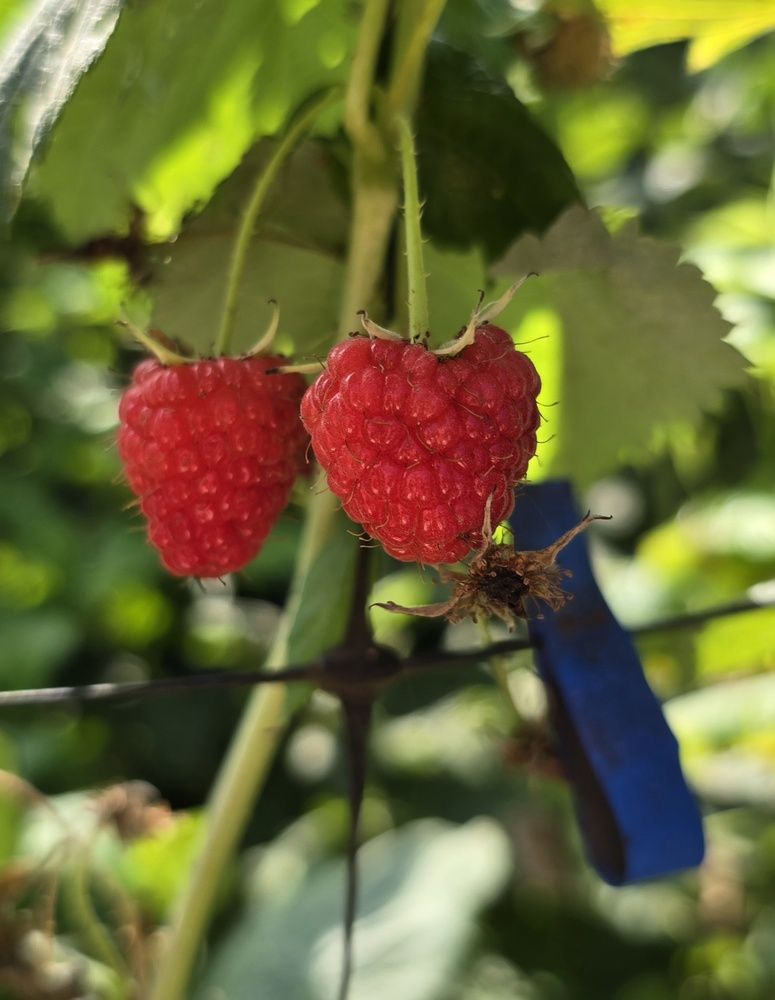 Photograph by Yulia Rotbach