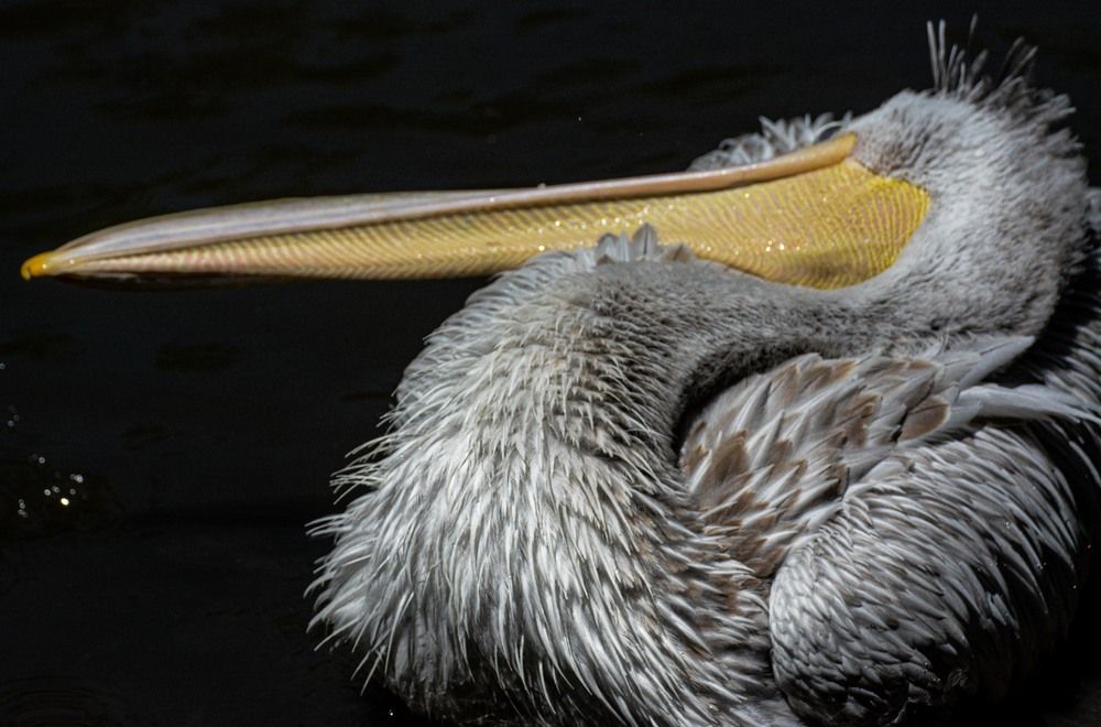 Photograph by Gwenael DEVALIERE