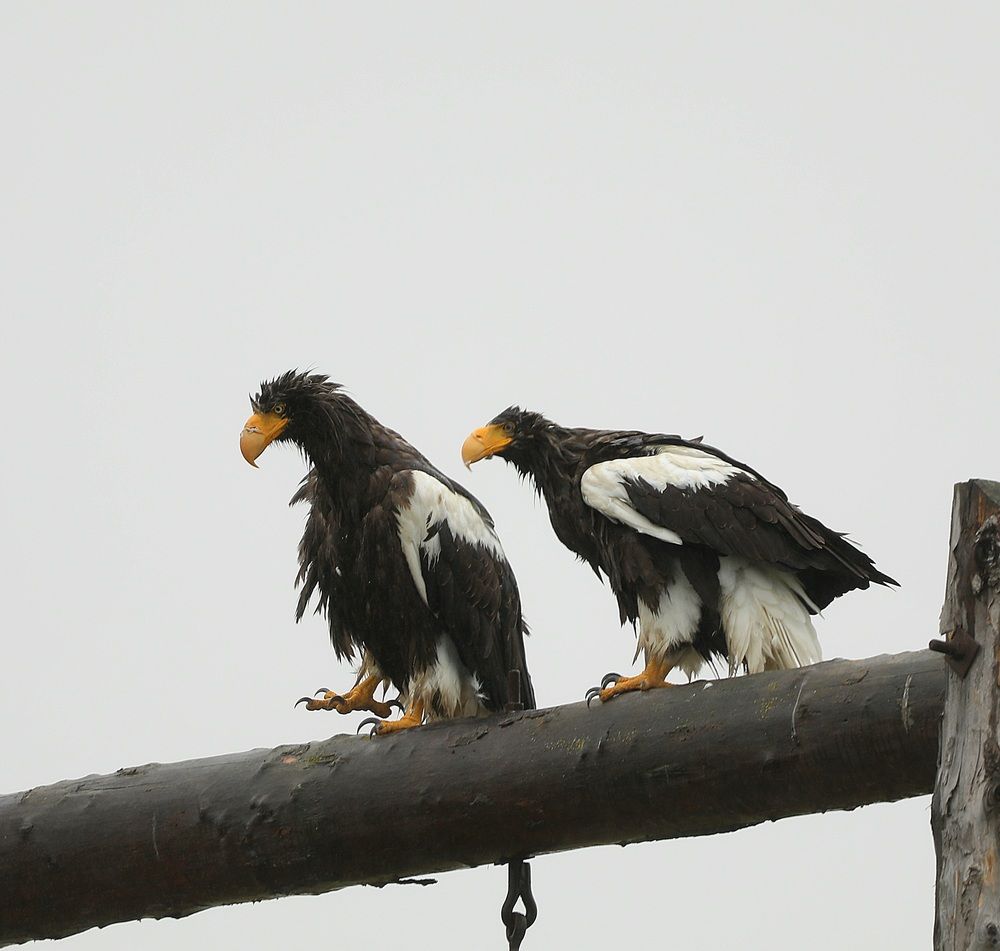 Photograph by Лариса Ким