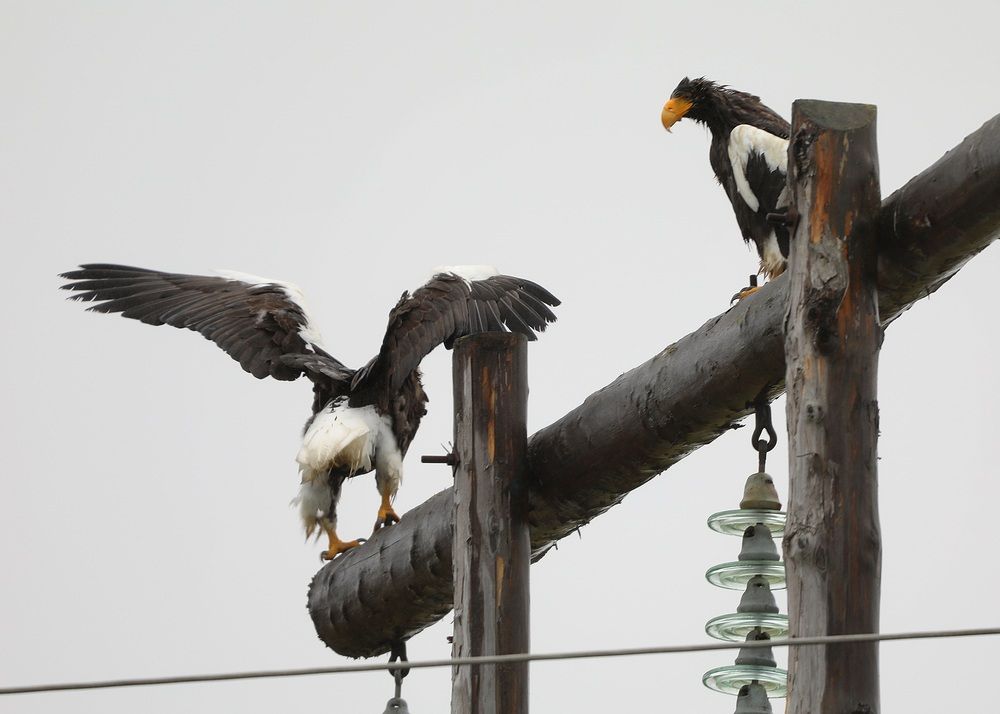 Photograph by Лариса Ким