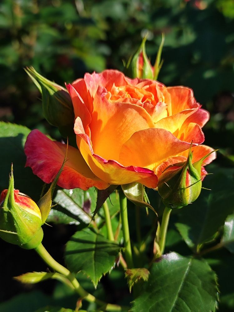 Фотография автора Татьяна Иванова