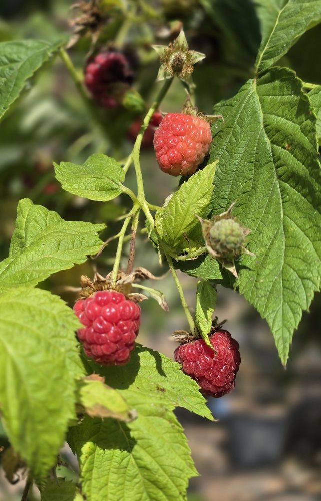 Photograph by Yulia Rotbach