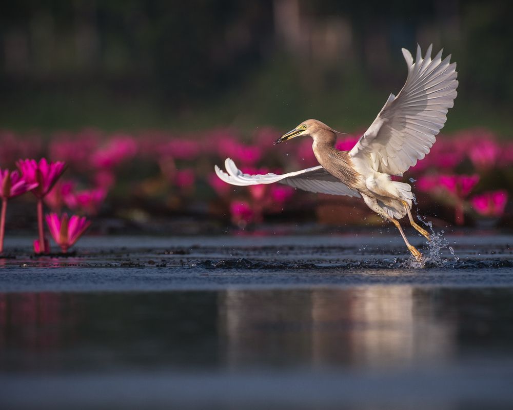 Photograph by Prabhat Ghosh