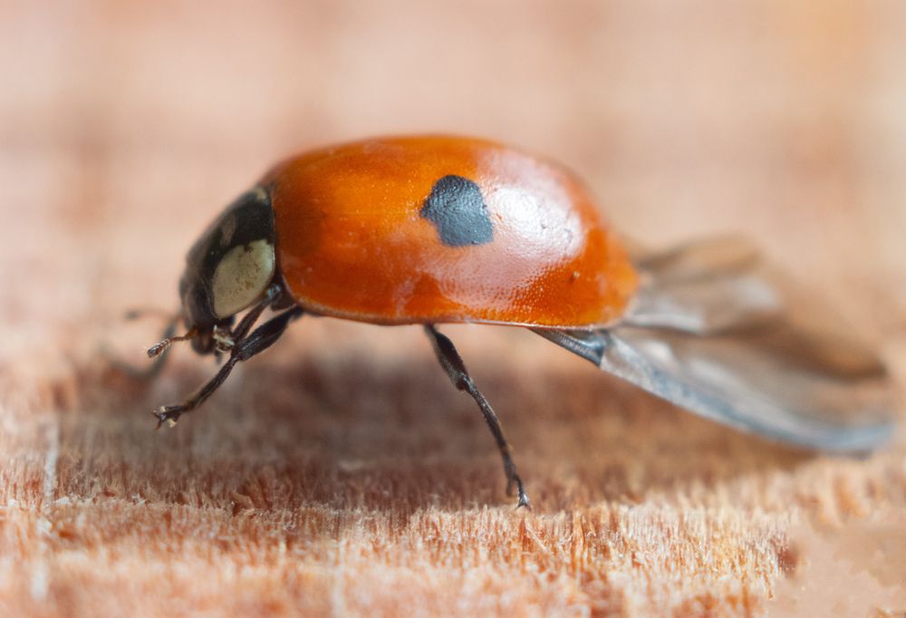 Photograph by Дмитрий Анисимов