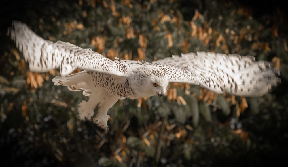 Photograph by Дария Максимова