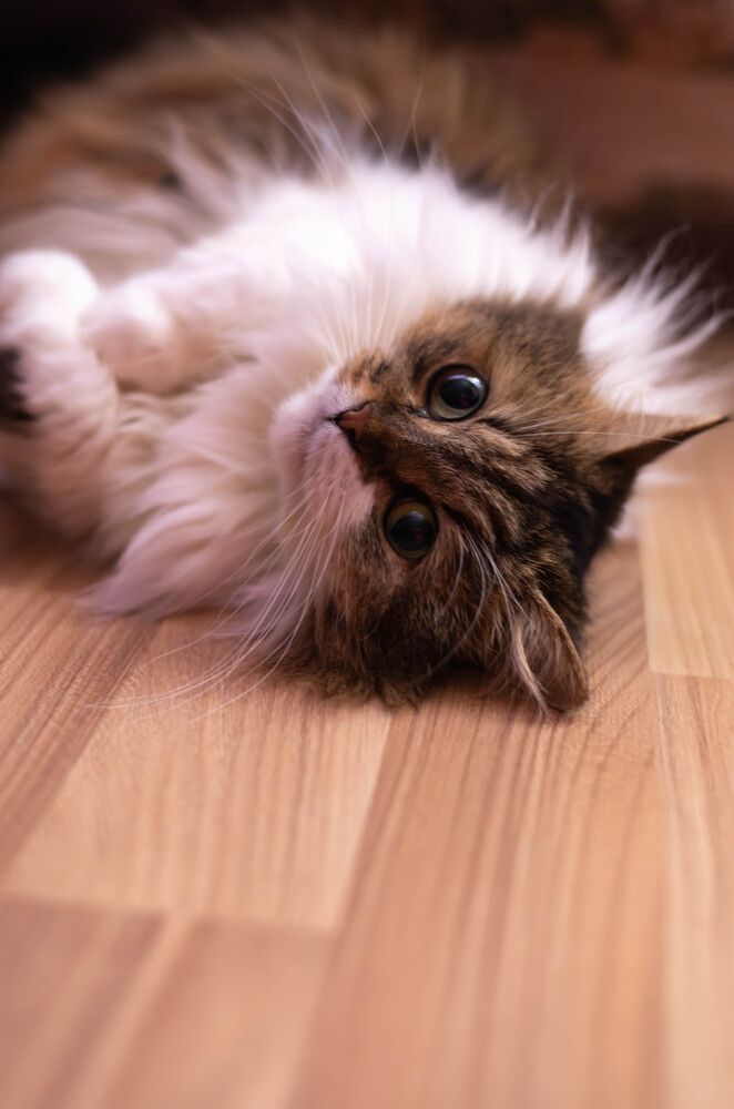 Photograph by Юлия Синицына