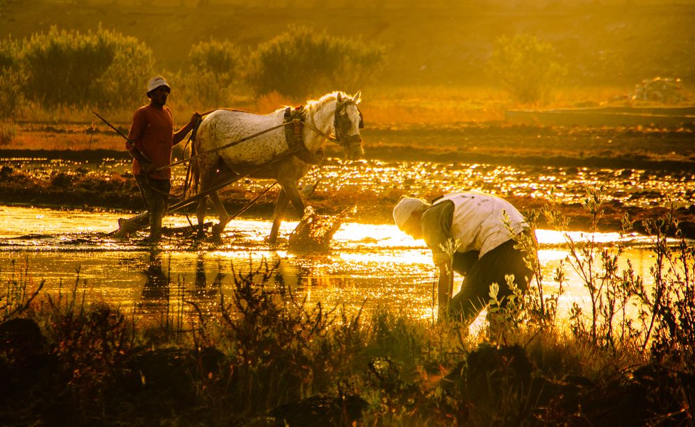 Work hard in golden hour
