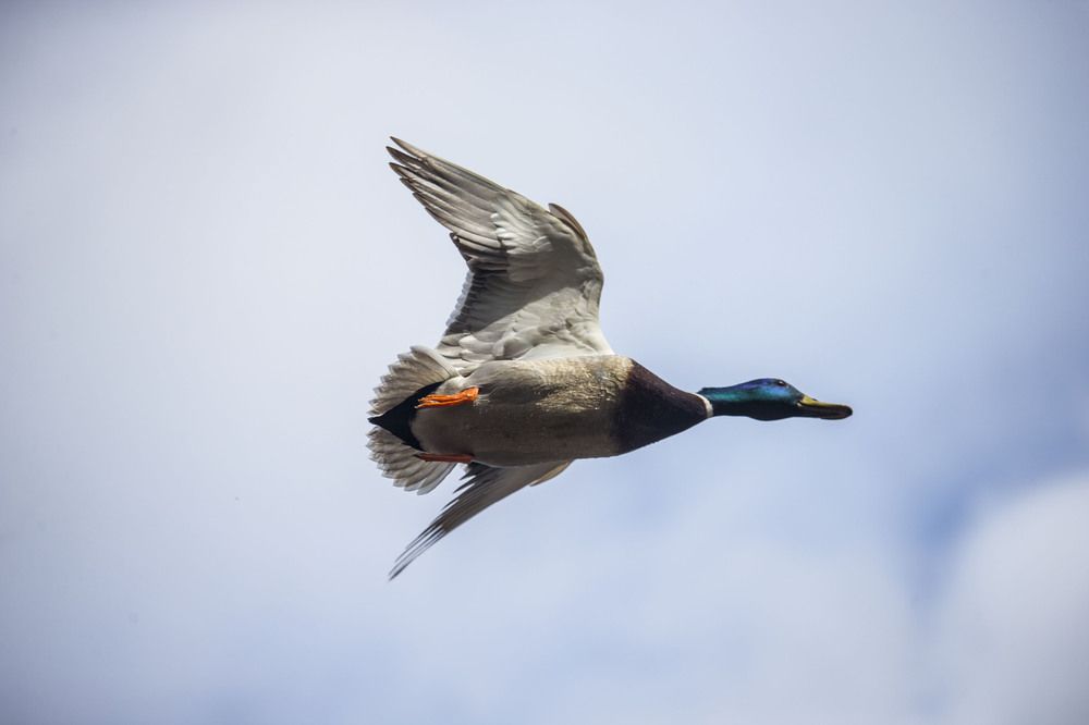 Photograph by Витас Черняускас