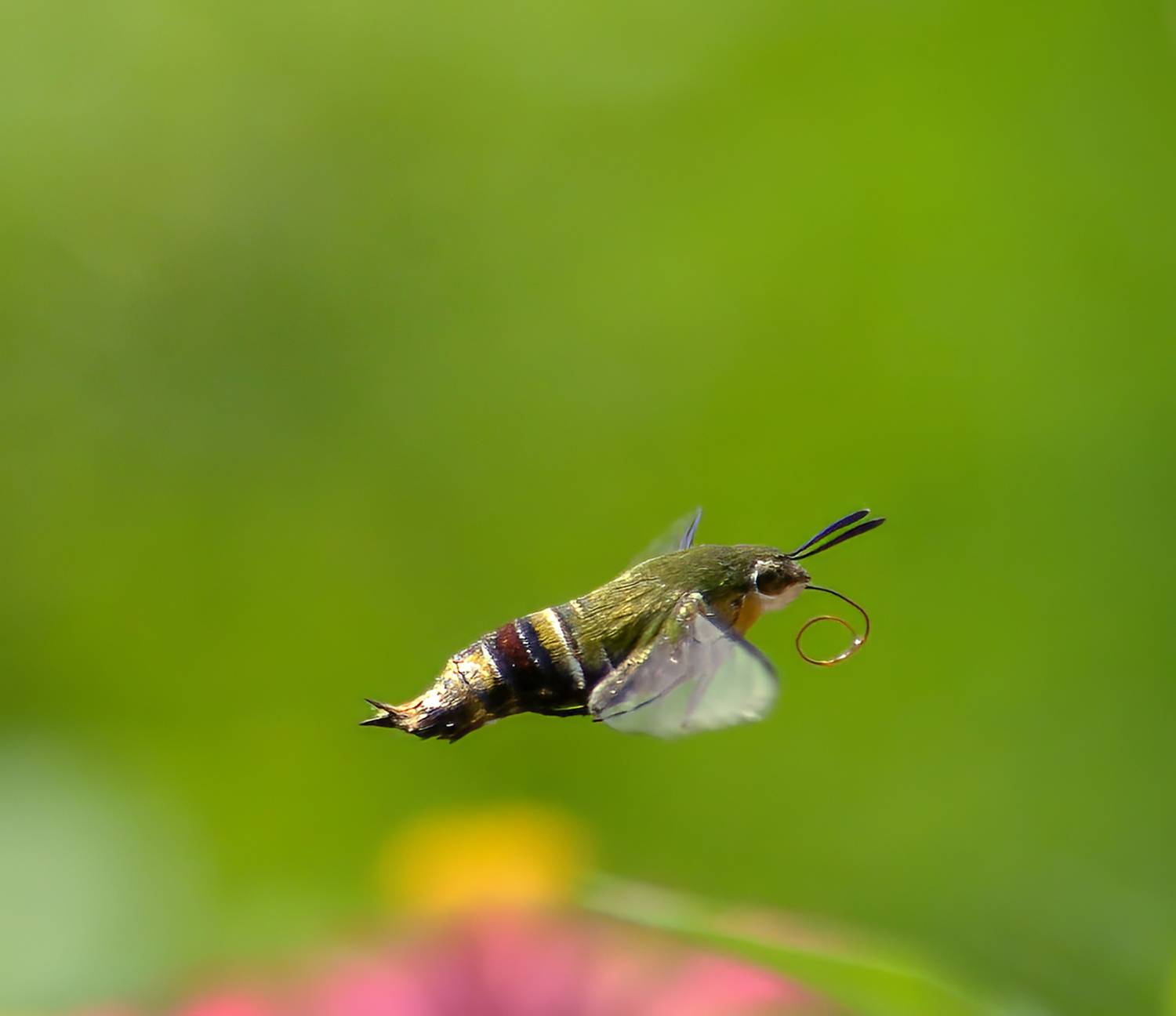 Pellucid hawk moth