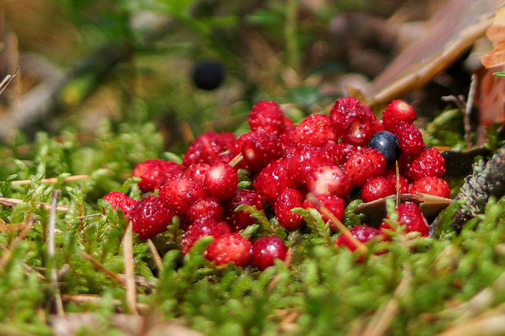 Фотография автора Tatiana Zharkova