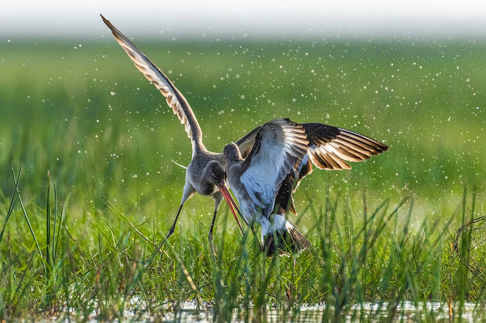 Photograph by Rahuldeb Bhattacharya