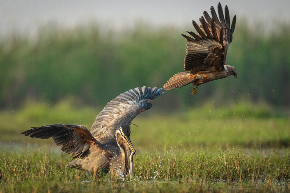 Photograph by Rahuldeb Bhattacharya