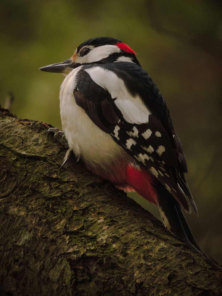 Photograph by Игорь Сухаревич