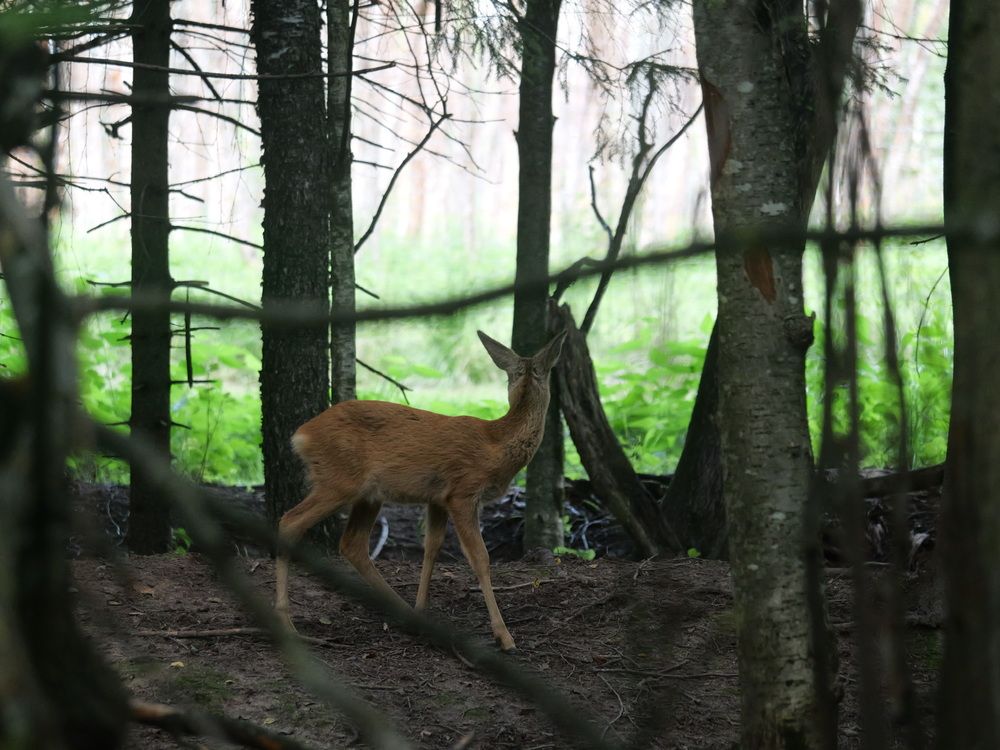 Photograph by Nikolai T