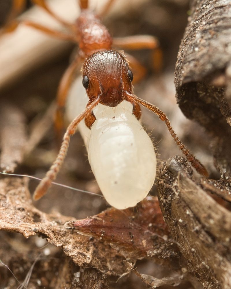 Фотография автора Евгения Прокопович