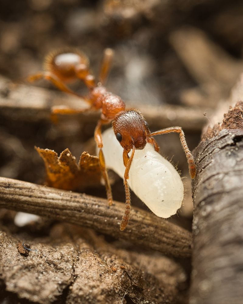 Фотография автора Евгения Прокопович