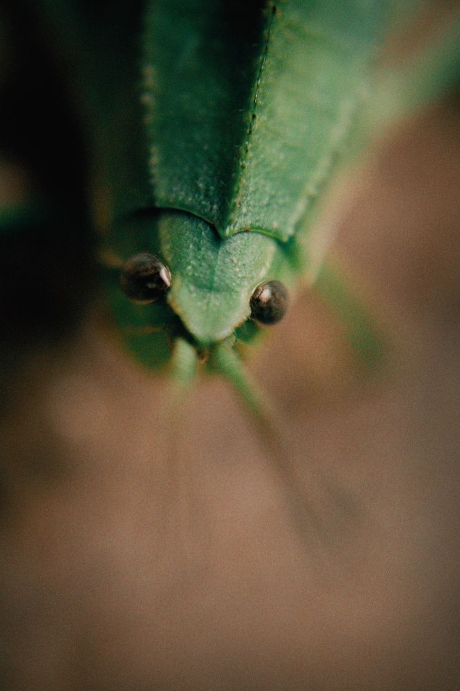 Photograph by Tawiber