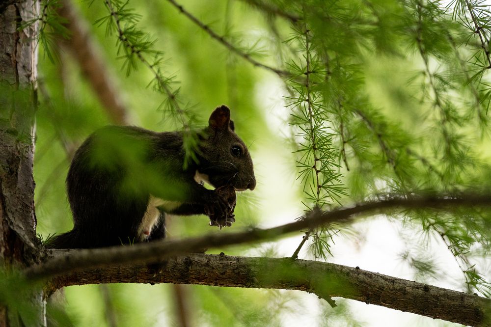 Фотография автора Флетчер Сергей