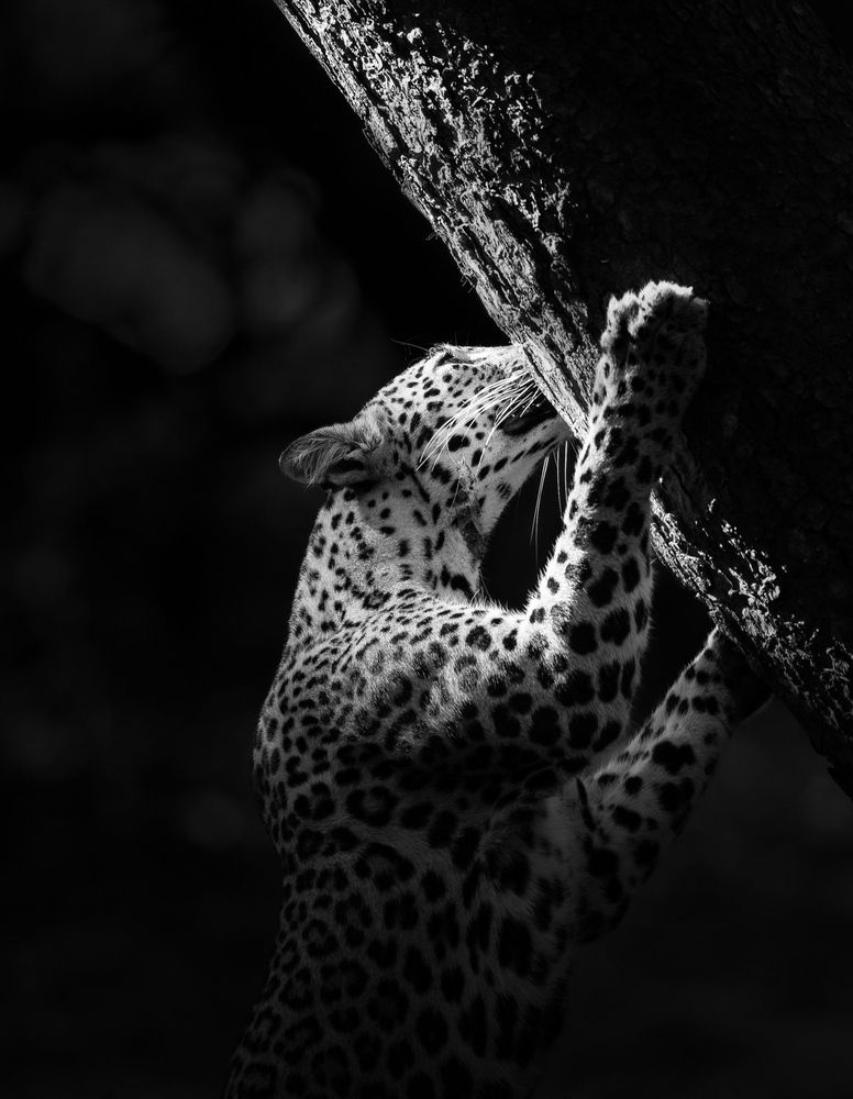 Photograph by Muhammed Zidan Photography