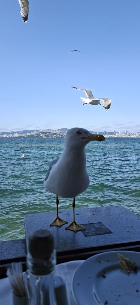 Photo #12366332