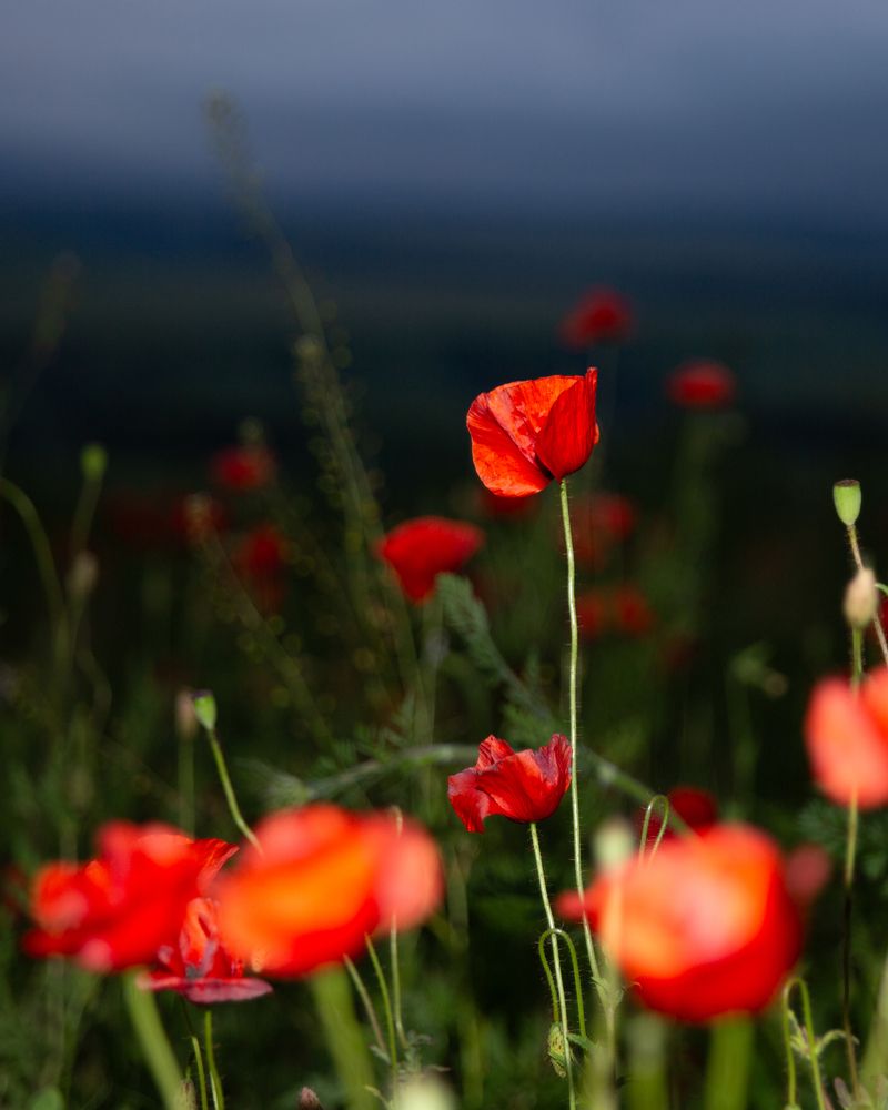 Photograph by Елена Бородина