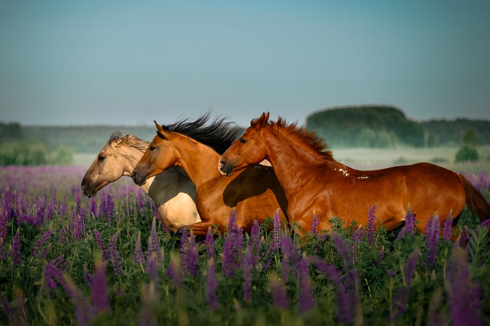 Photograph by Марина Чеботарева