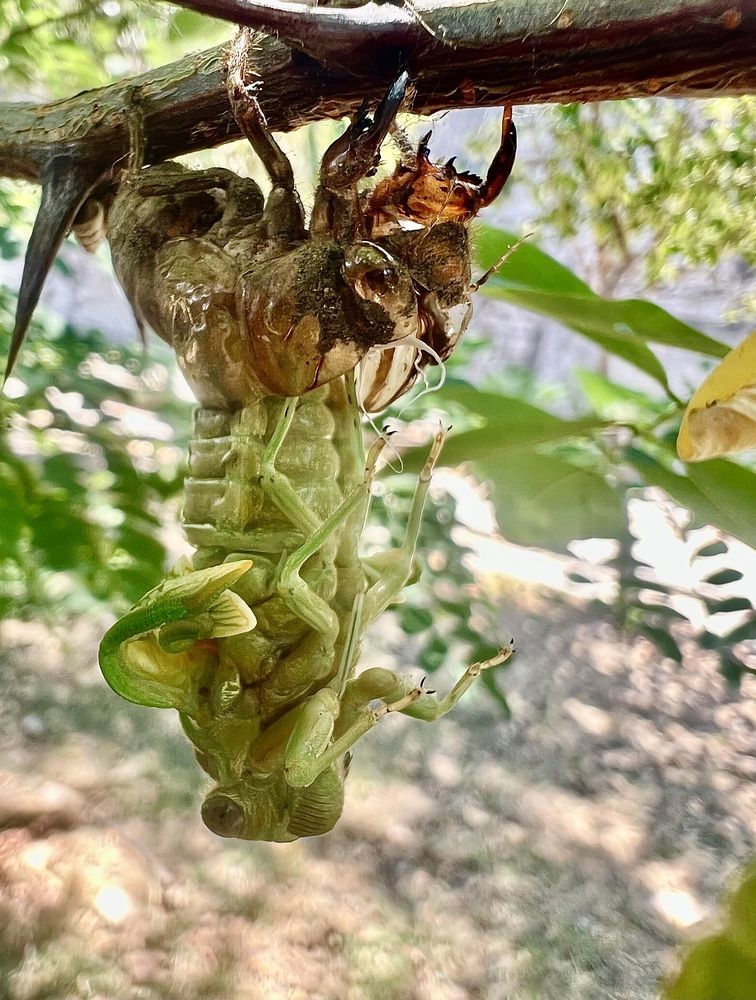 Фотография автора Eleni Christogianni