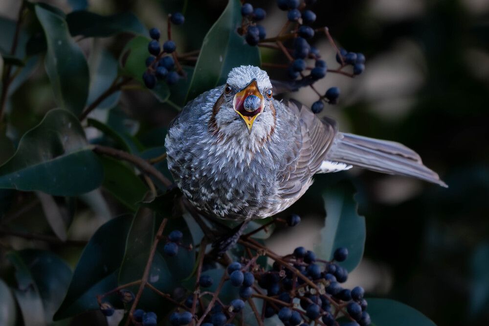 Open your mouth wide