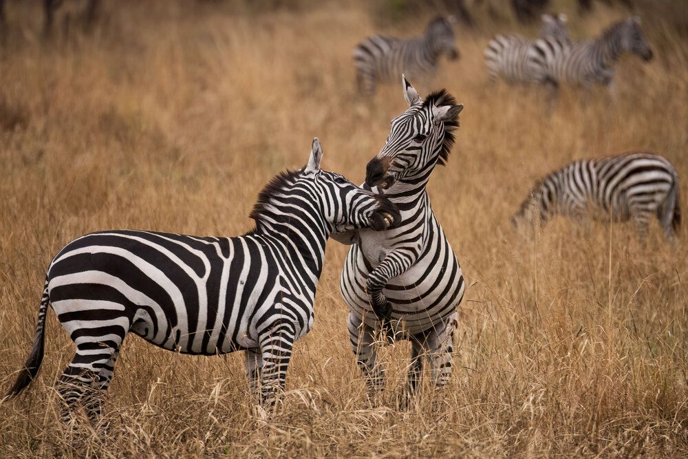 Photograph by Варвара Дронова