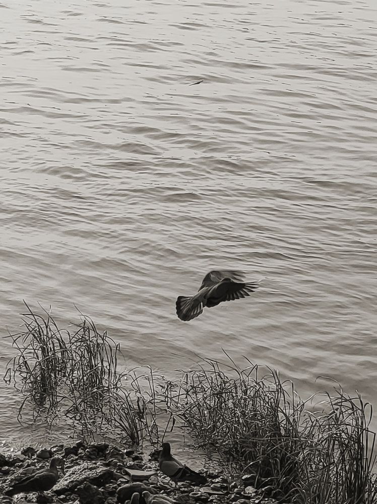 Фотография автора Debdutt Saha