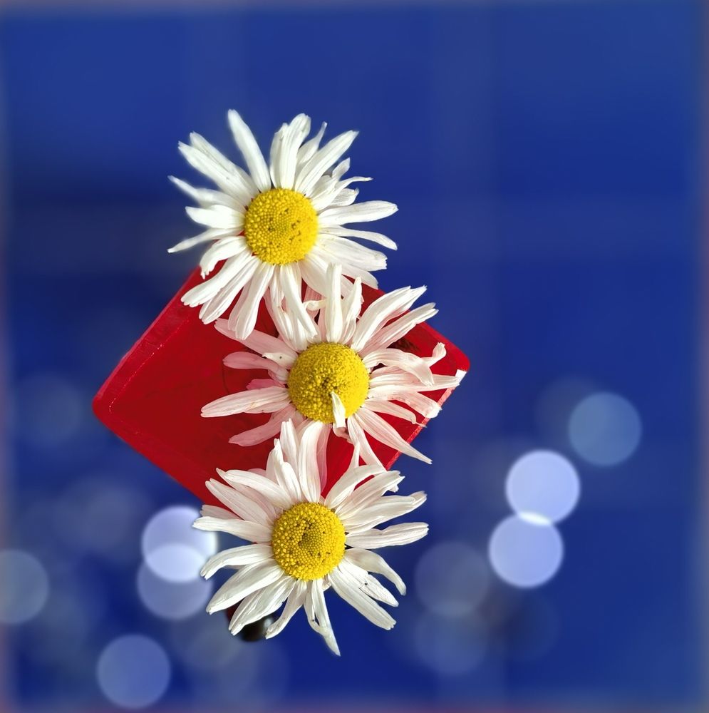 Photograph by Olga Kot