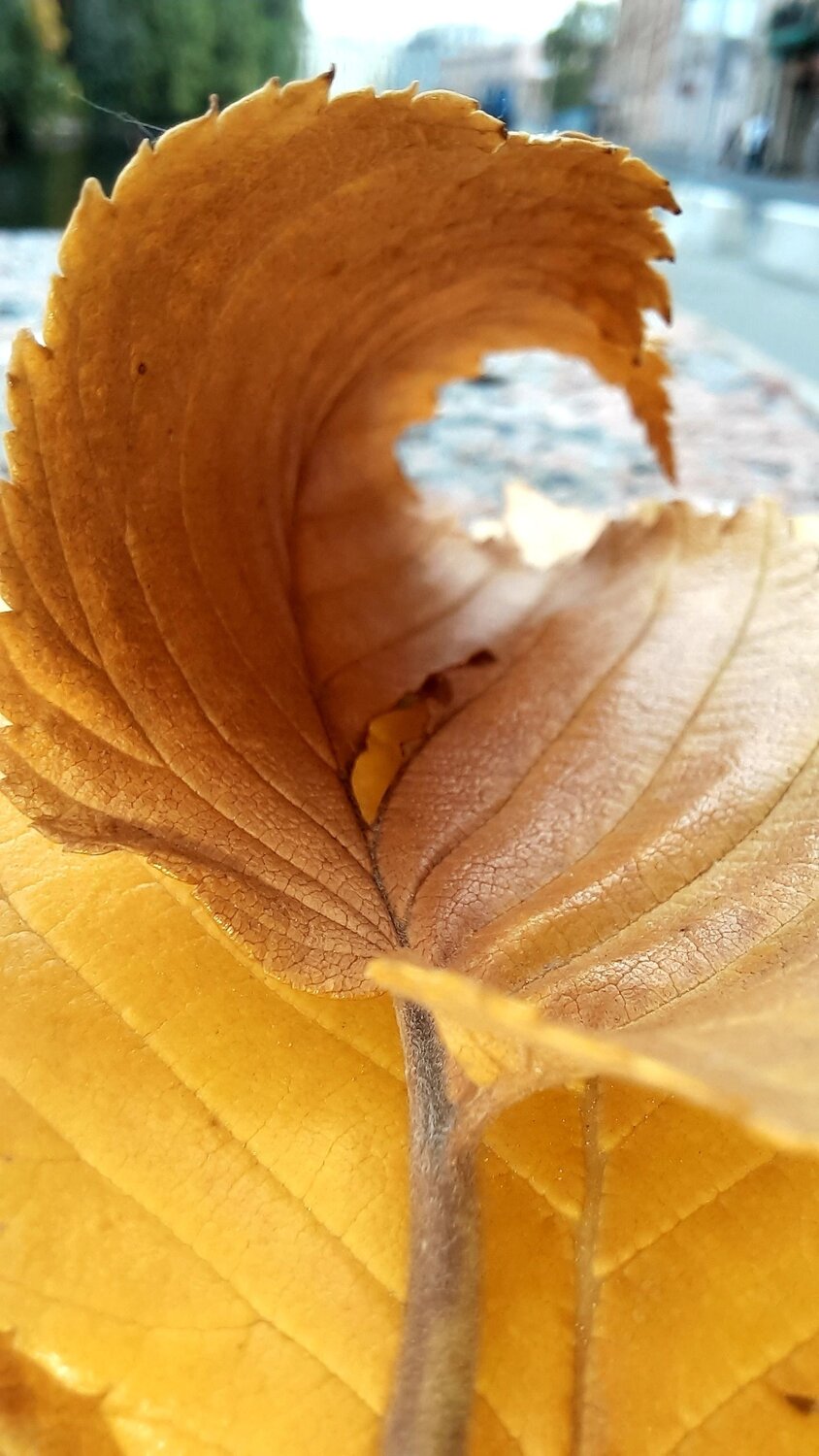 Photo #12367406