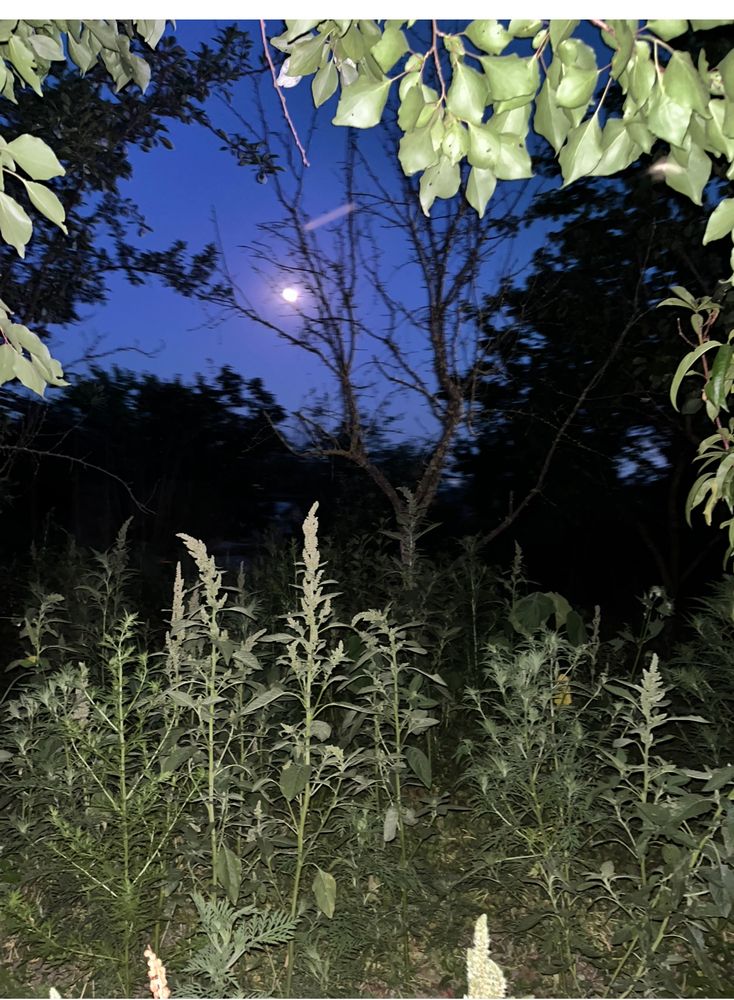 Ночь в июне