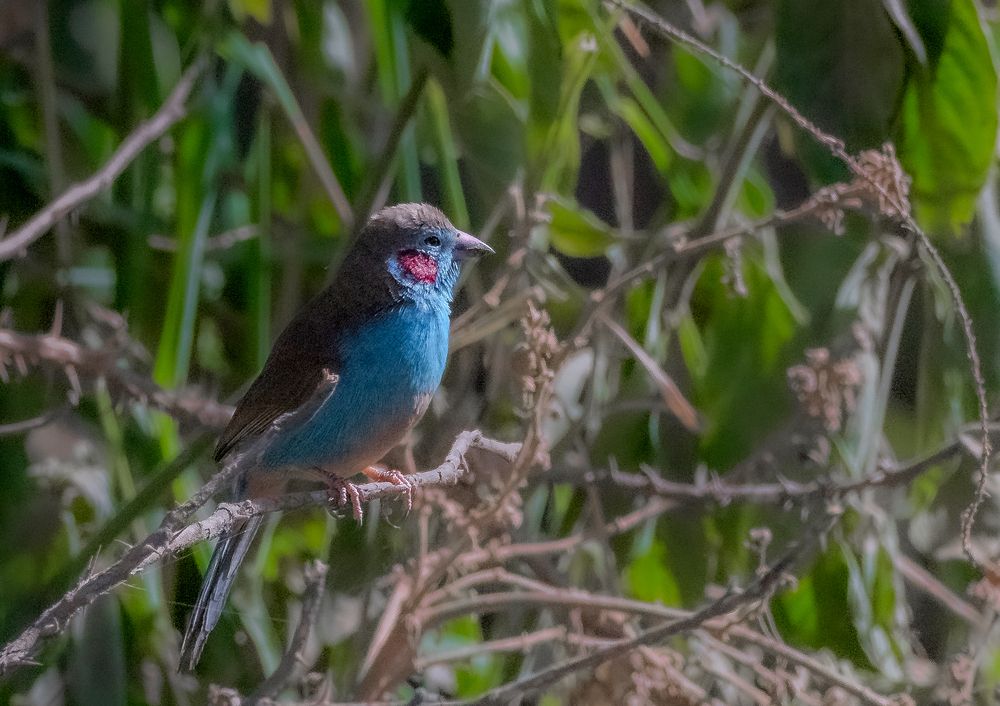 Photograph by Tanmoy Mitra