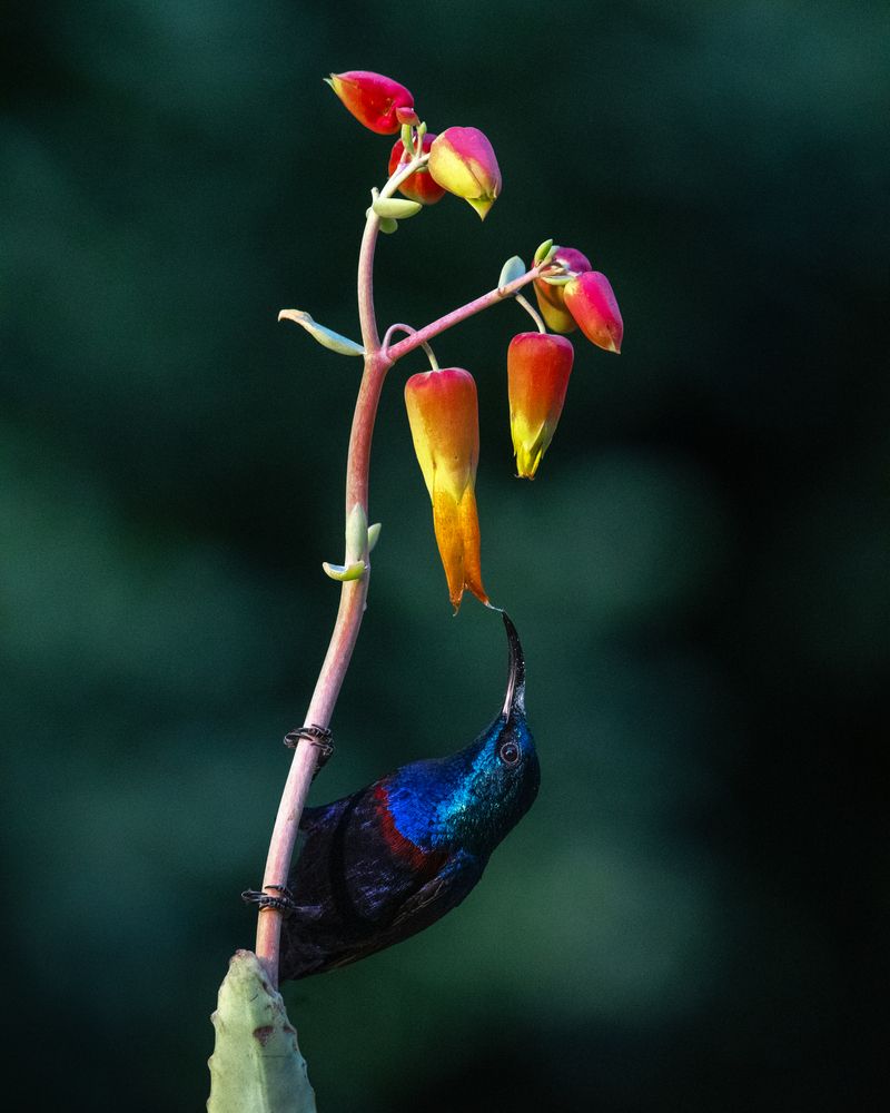 Photograph by Prabhat Ghosh