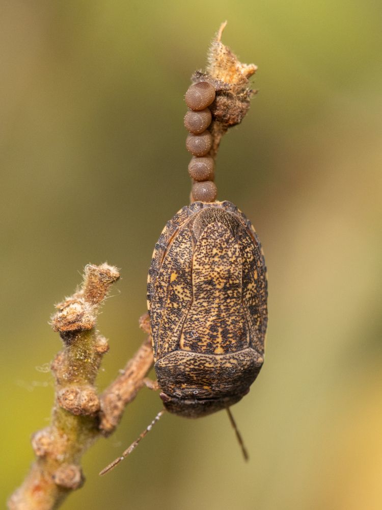 Percevejo com seus ovos