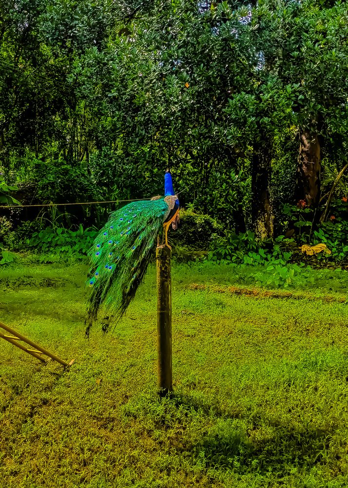 Photograph by SHRIYAKSHI