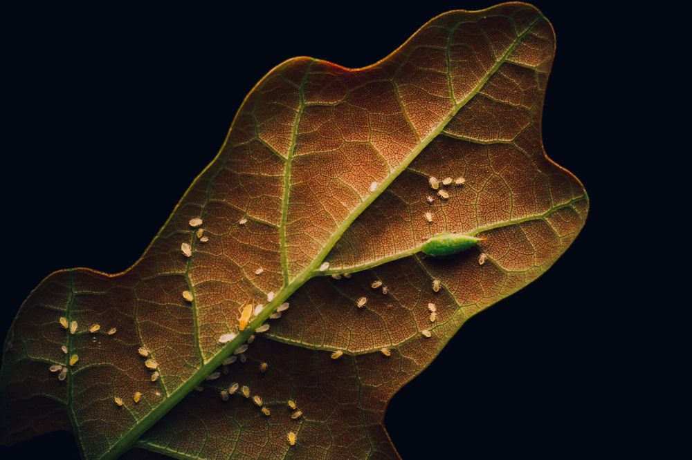 Фотография автора Максим Юрлов