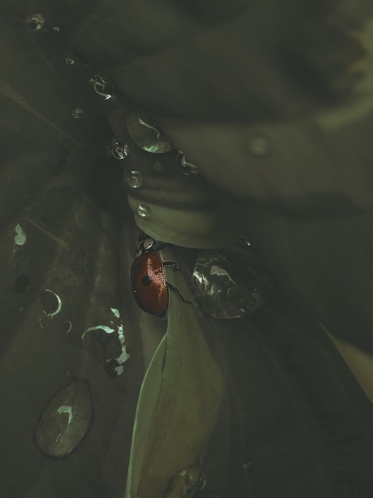 После дождя